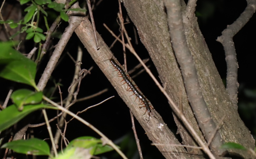 アカズムカデ_川縁のヤナギ_2023年5月1日19時35分 気温17.5度